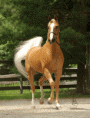 /album/fotogalerie-hrebci3/a20327175-gif/